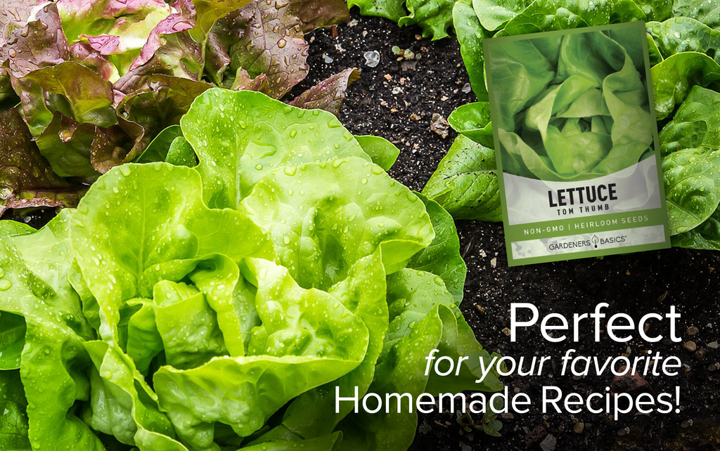 Grow Fresh Salad Greens with Tom Thumb Lettuce Seeds