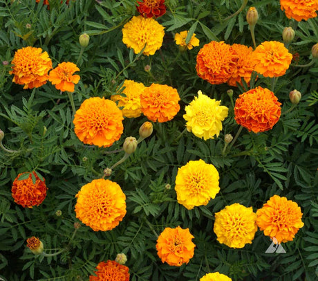 Experience the Beauty of Tagetes Patula: French Marigold Petite Mix