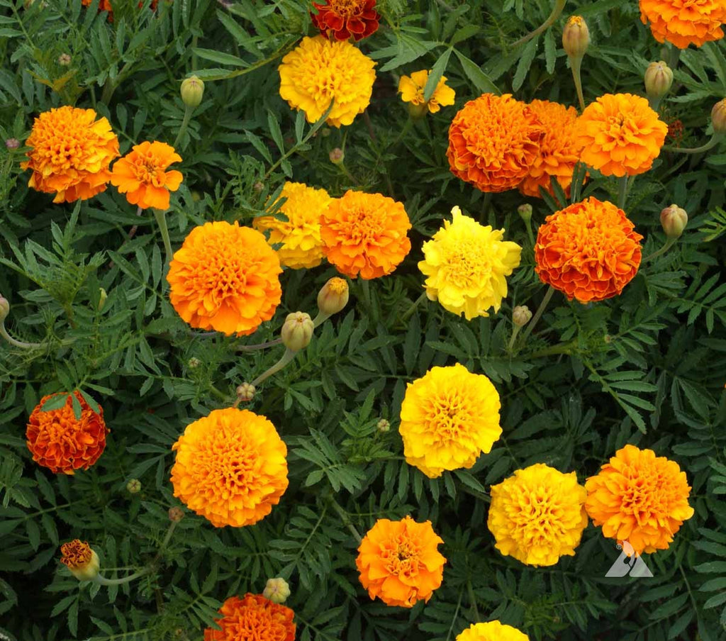 Experience the Beauty of Tagetes Patula: French Marigold Petite Mix