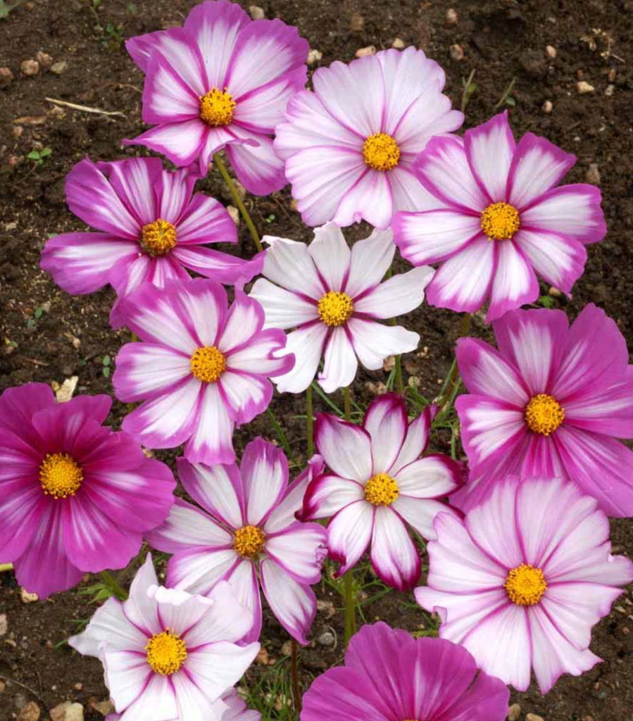 Transform Your Landscape with Cosmos Candystripe's White Flowers and Rose Markings