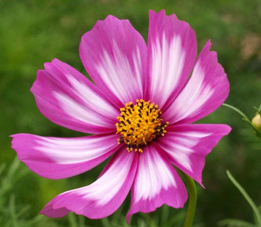 Create a Pollinator Garden with Cosmos Candystripe's Beautiful Blooms