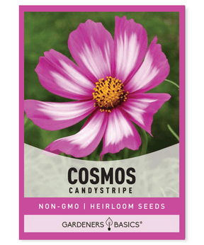 Cosmos Candystripe Mexican flower White flowers Rose markings Mix of colors Annual seed type Cutting flowers Beds and borders Pollinator garden Full sun Well-draining soils Dry to moderate moisture Fall blooming flowers Summer flowers