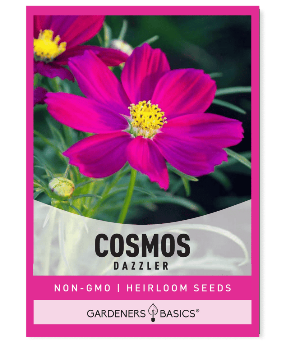 galaxy flower seeds Grow a Galaxy of Blooms with Cosmos Dazzler Seeds for Planting – Gardeners Basics