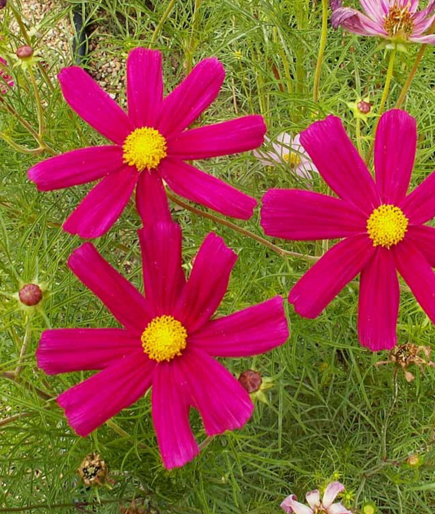 Cosmos Dazzler: A Red Flower That Will Make Your Garden Pop