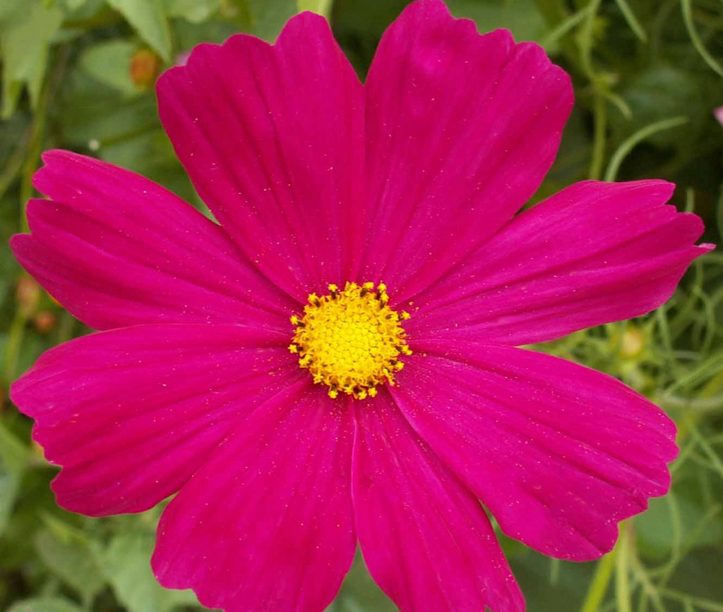 Cosmos Dazzler: A Showstopper Flower for Fall Blooming Season