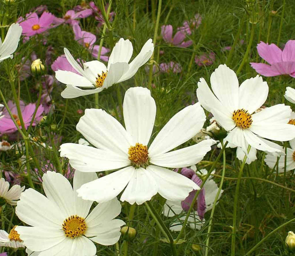 Add a Touch of Serenity to Your Garden with Cosmos Purity