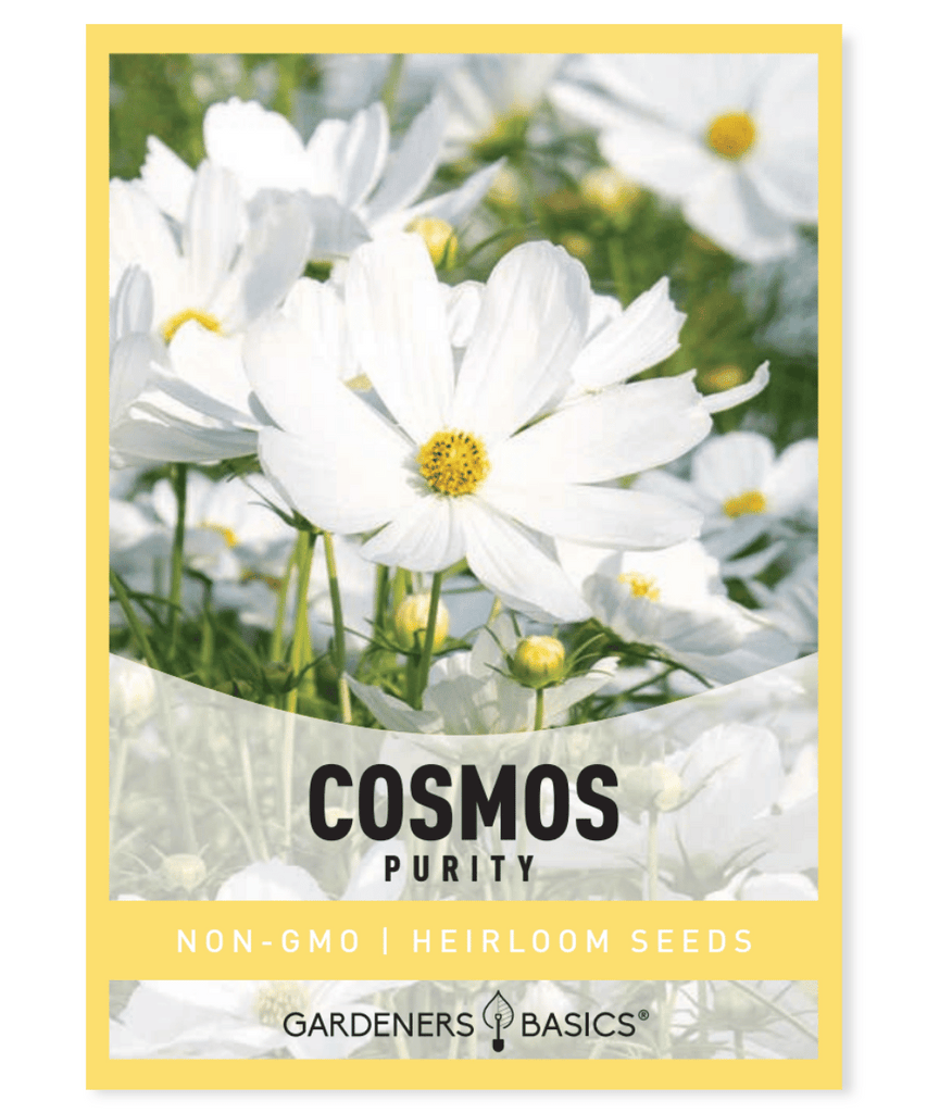 Cosmos Purity Cosmos bipinnatus White flowers Native to Mexico Annual plant Height: 36-60 inches Full sun Dry and moderate moisture Lean, well-draining soils Pollinator garden Summer blooms Fall blooms Cutting flowers Beds and borders Low-maintenance