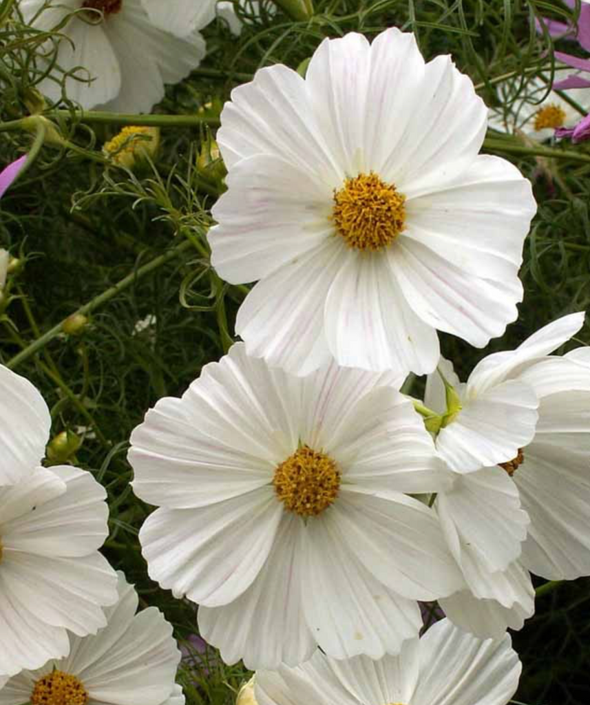 Pure and Elegant: The White Flowers of Cosmos Purity