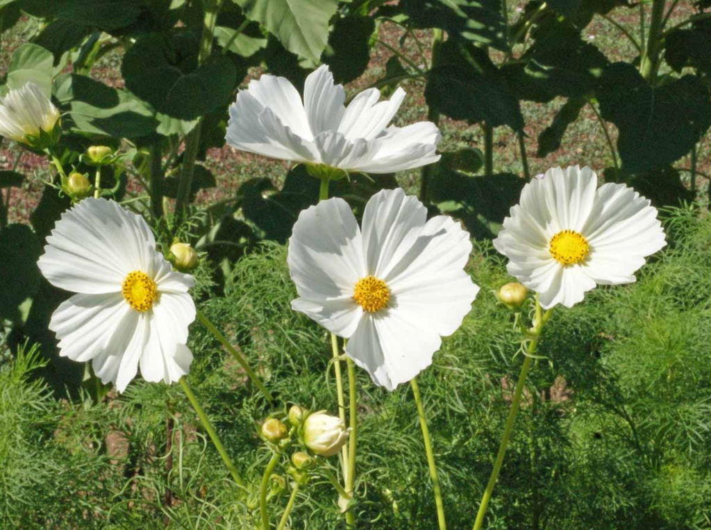 Elevate Your Garden with Cosmos Purity's Five Foot Height