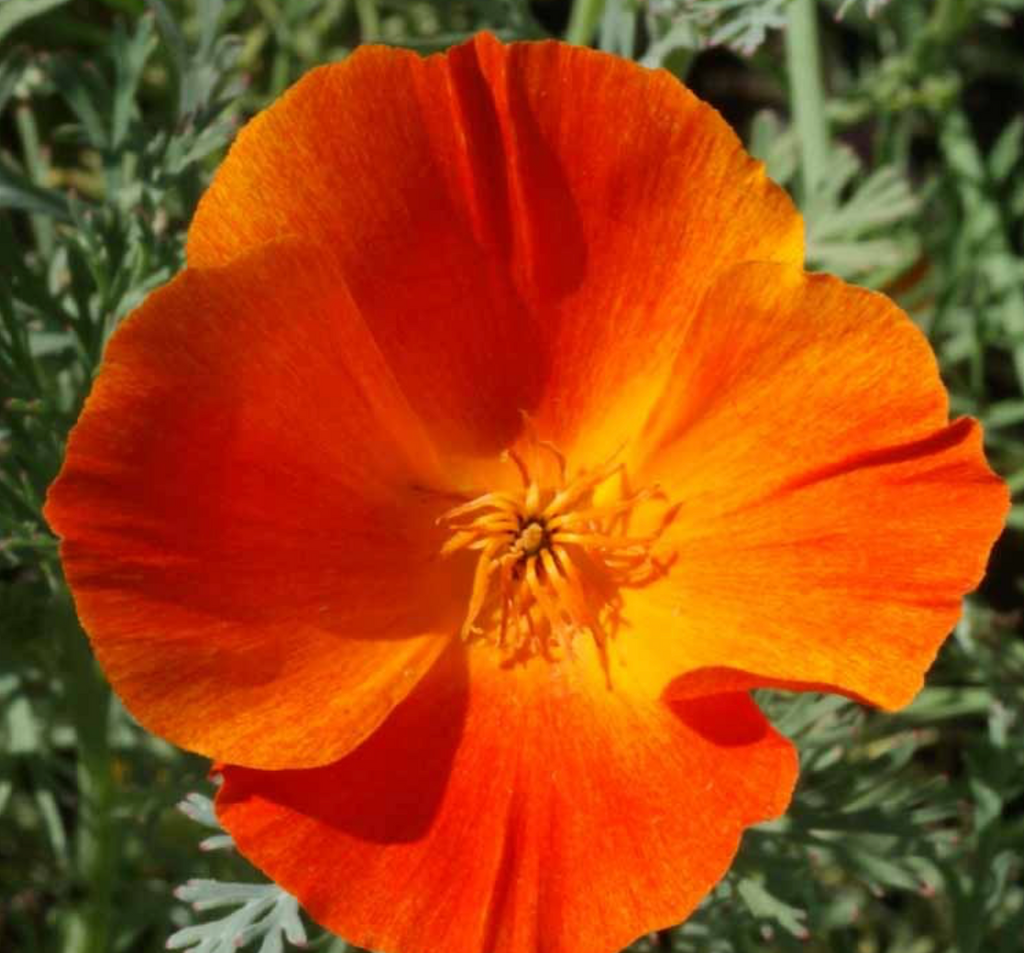 Orange and Red Delight: California Poppy Mikado's Stunning Blooms
