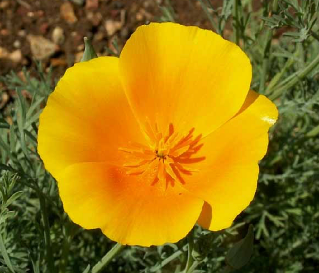 California Poppies: A Garden Must-Have for Any Plant Enthusiast