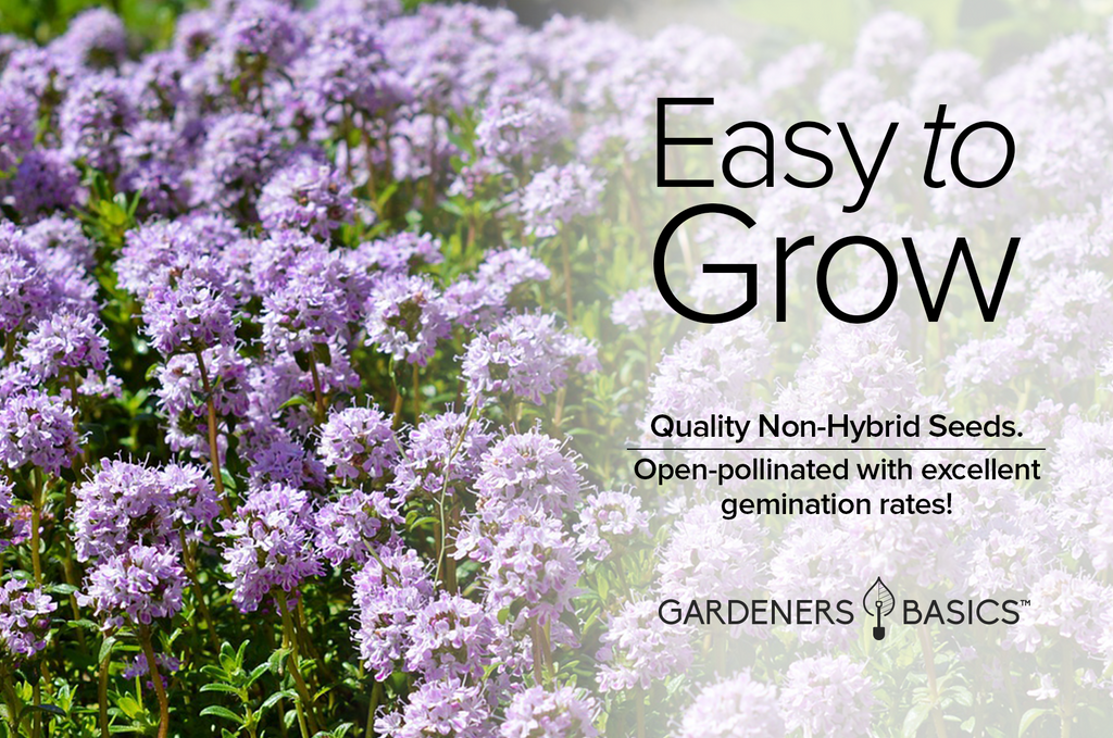 Creeping Thyme Seeds: Perfect for Full Sun and Partial Shade Gardens