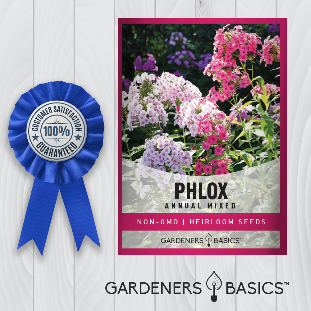 Phlox Drummondii - Mixed Colors for a Brilliantly Diverse Garden Display