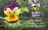 Helen Mount Johnny Jump Up Seeds - Low Maintenance & Reseeding Viola