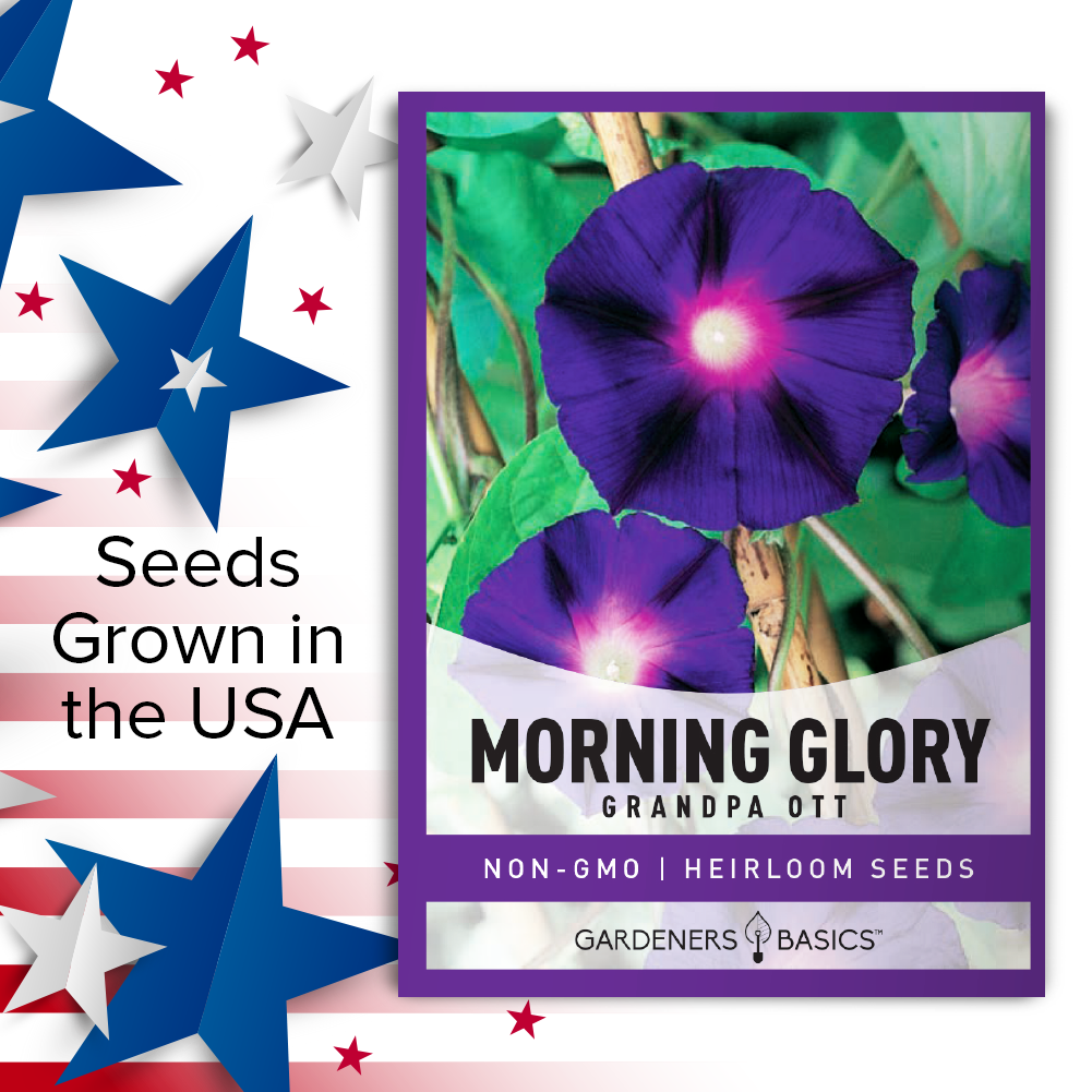 Add a Touch of Elegance to Your Garden with Morning Glory Grandpa Ott Flower Seeds