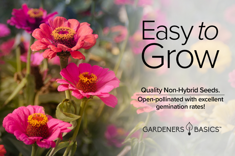 Zinnia Thumbelina: A Low-Maintenance Option for Your Garden