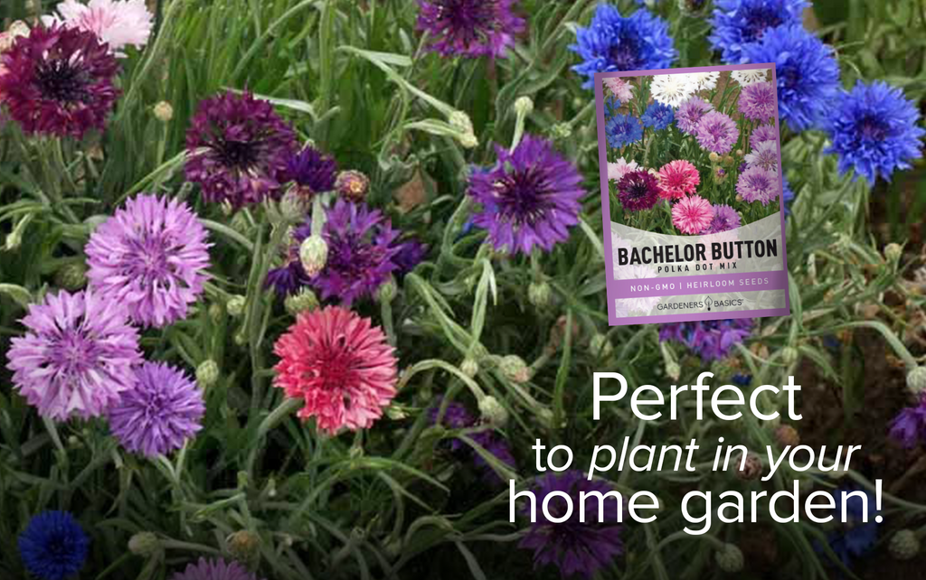 The Perfect Addition to Your Flower Garden - Cornflower Polka Dot Mix
