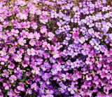 Transform Your Border Edges with Aubrieta Deltoidea