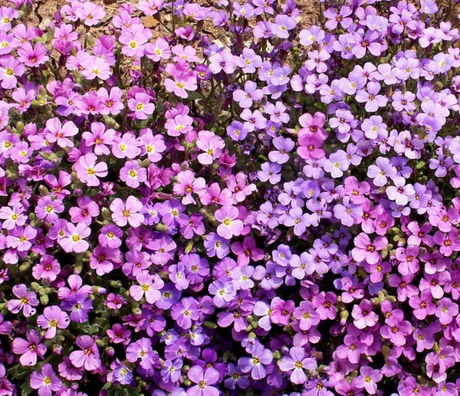 Transform Your Border Edges with Aubrieta Deltoidea