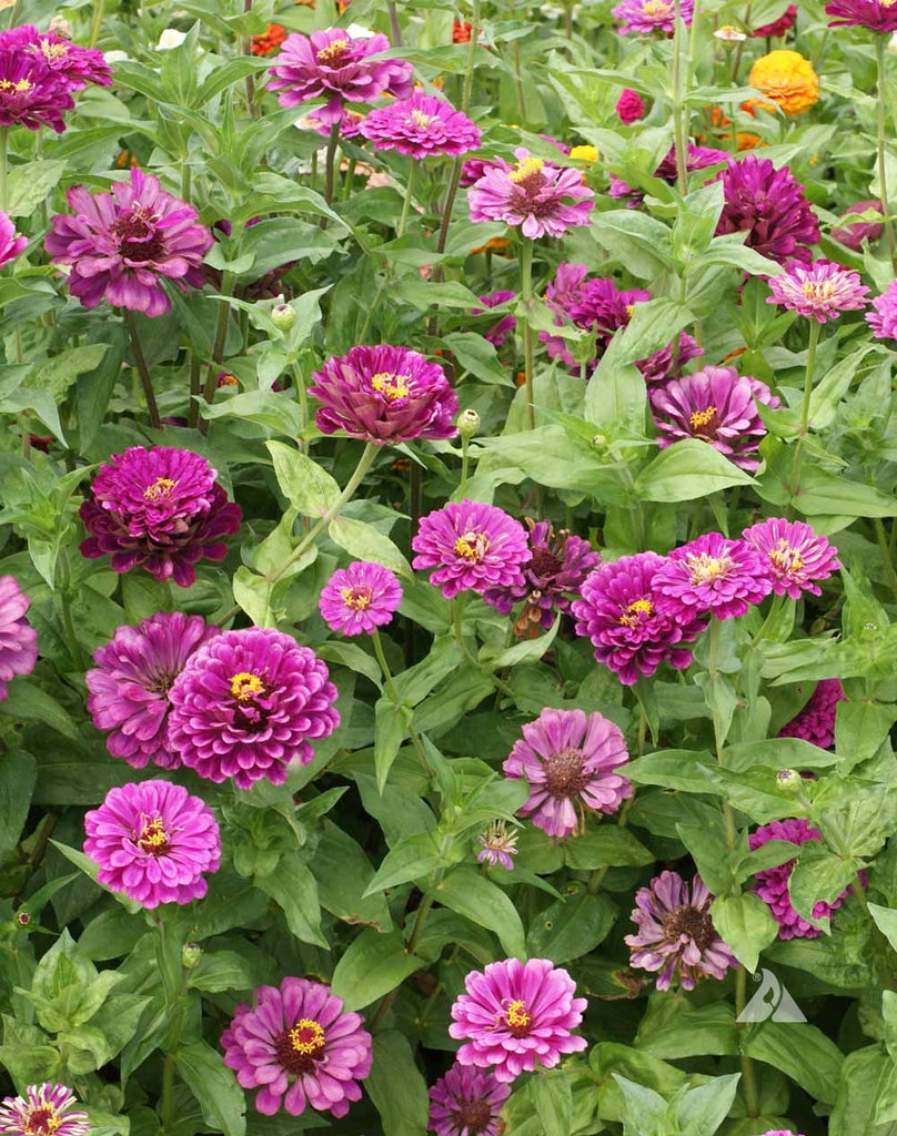 Captivating Color: The Beauty and Elegance of Zinnia Purple Prince