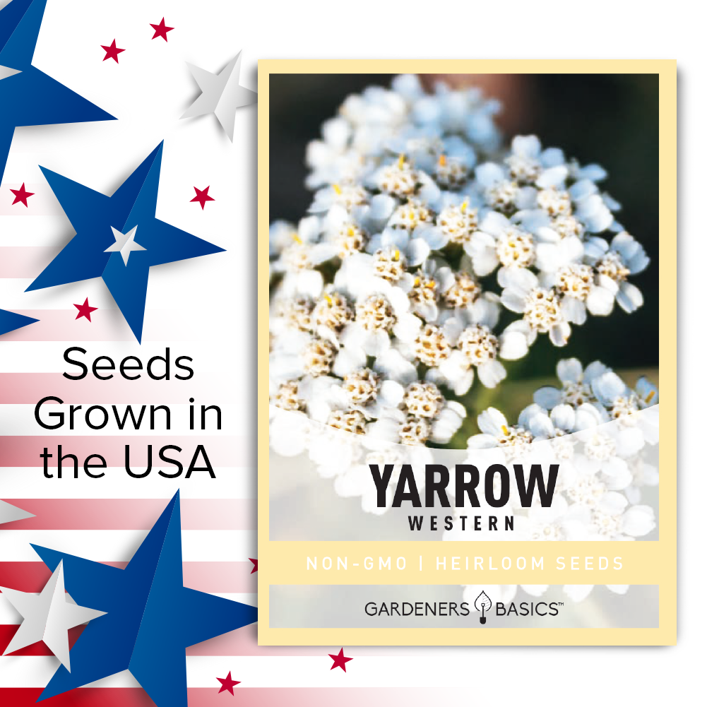 The Science Behind the Drought Tolerance of Western Yarrow
