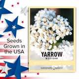 The Science Behind the Drought Tolerance of Western Yarrow