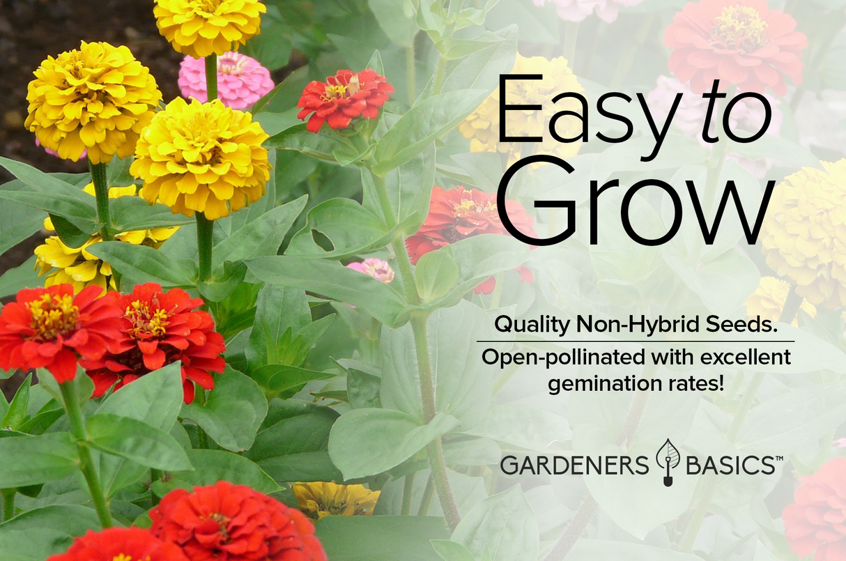 The Importance of Pollinator Plants: Zinnia Lilliput Mix and Beyond