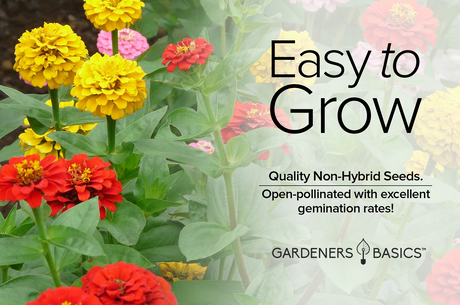 The Importance of Pollinator Plants: Zinnia Lilliput Mix and Beyond