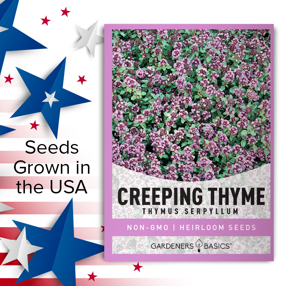Shop Now: Creeping Thyme Seeds for an Eco-Friendly Landscape