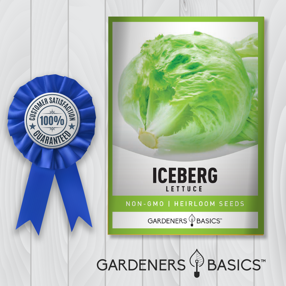 Iceberg Lettuce Seeds: Easy to Grow, Packed with Flavor