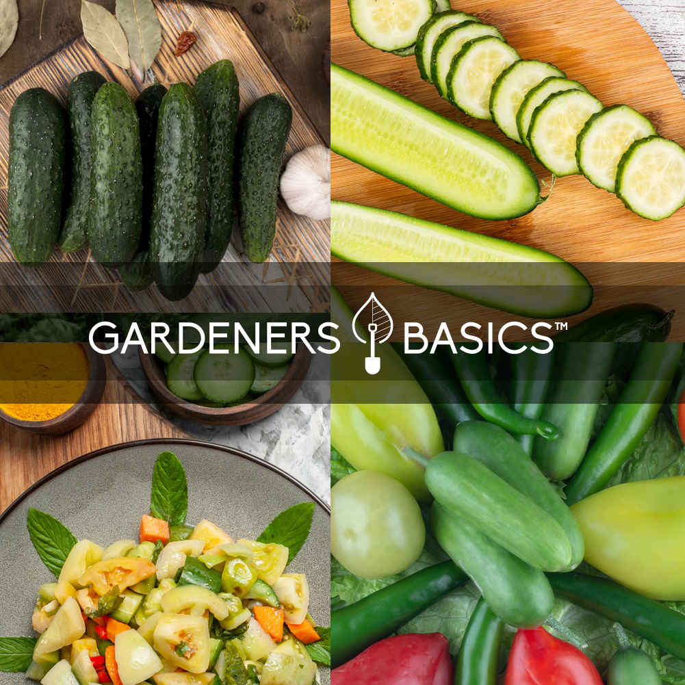 Grow Your Best Cucumber Garden with Our Top-Quality Seed Assortment
