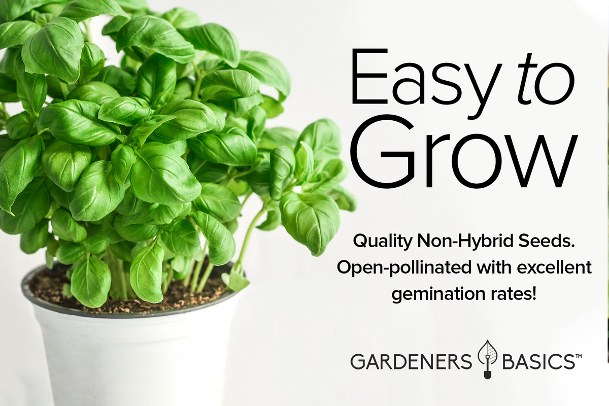Heirloom Basil Seeds: Food Security and Garden Fun for the Whole Family