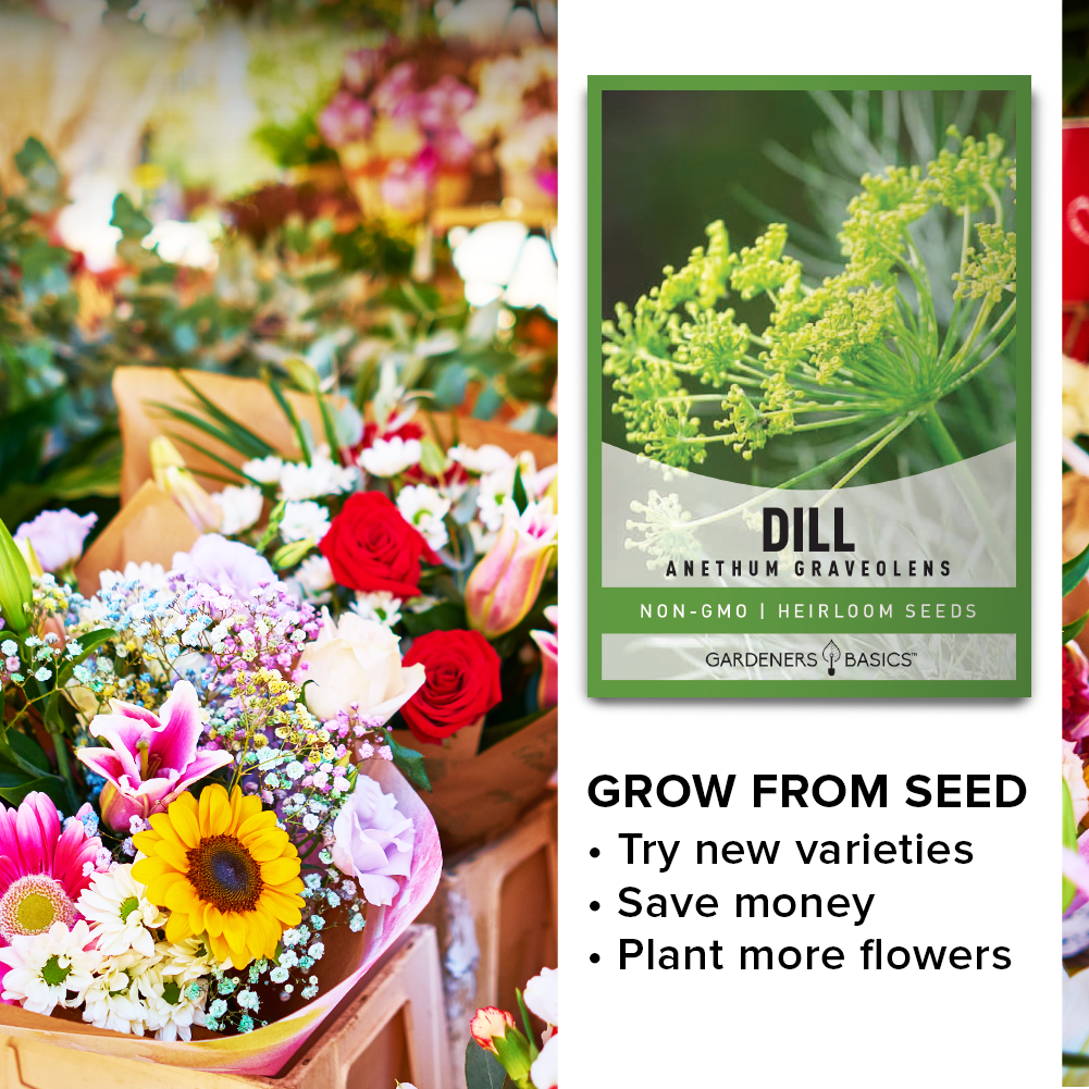 garden dill seeds Bouquet Dill Seeds – Gardeners Basics