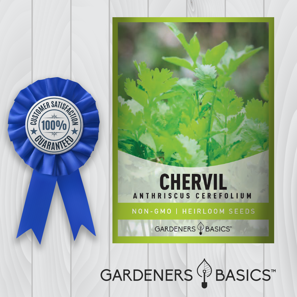 planting chervil seeds Chervil Seeds, Green