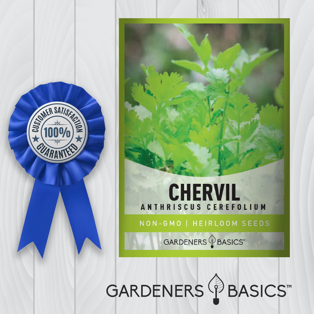 Chervil Herb Seeds: Cultivate a Delightful Aroma & Anise-Flavored Garden