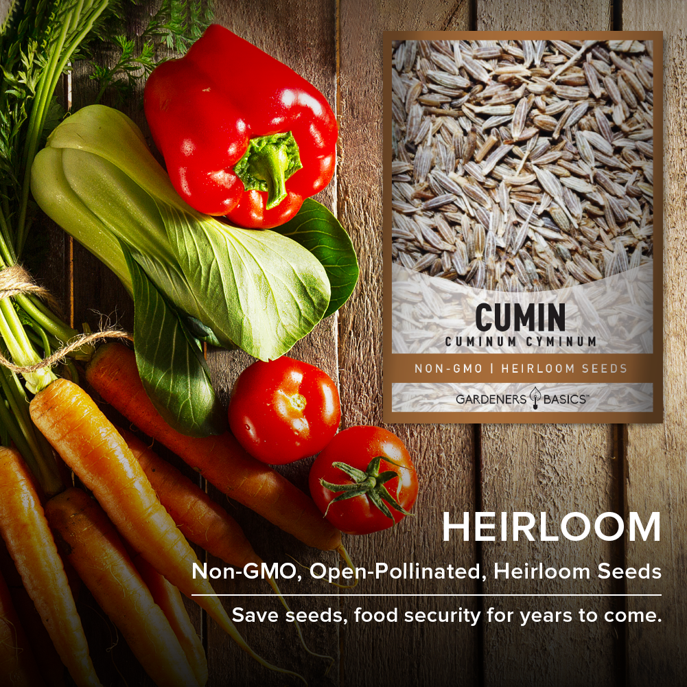 Cumin Seeds: The Secret Ingredient for a Thriving Herb Garden