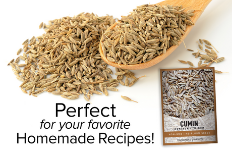 Sow the Seeds of Flavor: Grow Cumin for a Healthy, Tasty Garden