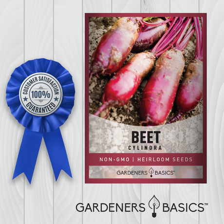 Cylindra Beet Seeds: A Must-Have Addition to Your Vegetable Garden
