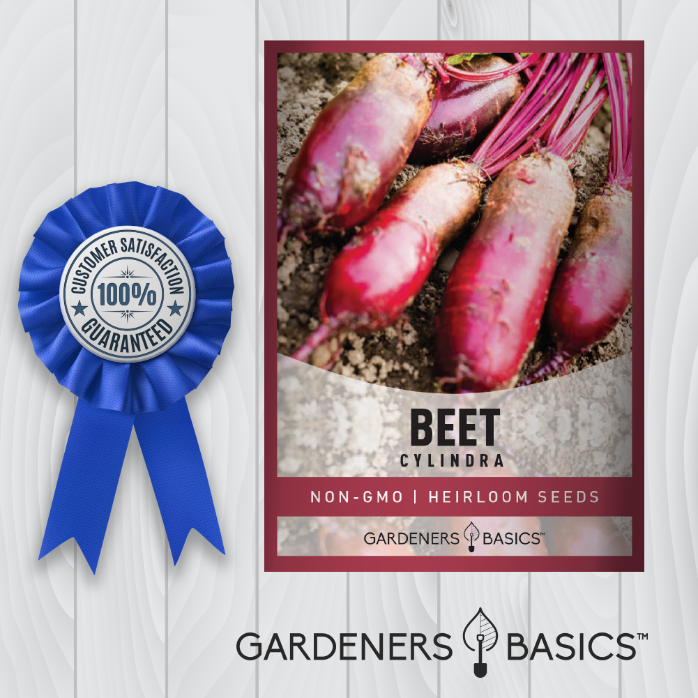 Cylindra Beet Seeds: A Must-Have Addition to Your Vegetable Garden