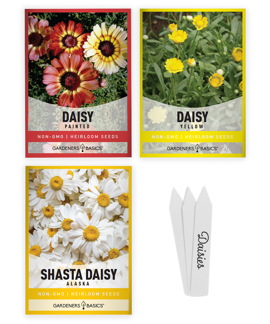 planting daisy seeds in fall Non-GMO Daisy Flower Seeds