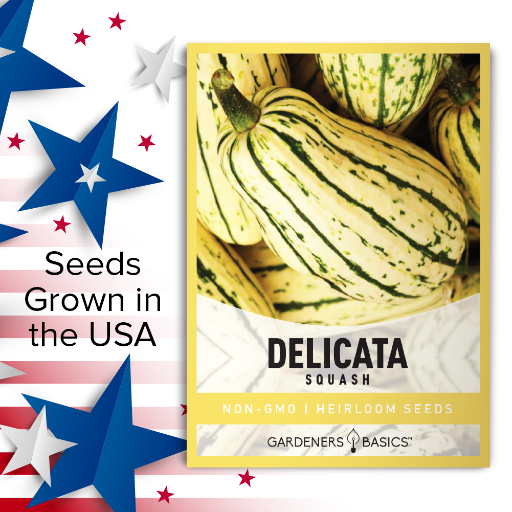 planting delicata squash seeds Delicata Squash Seeds for Planting: Heirloom Quality, Non-GMO For Sale – Gardeners Basics