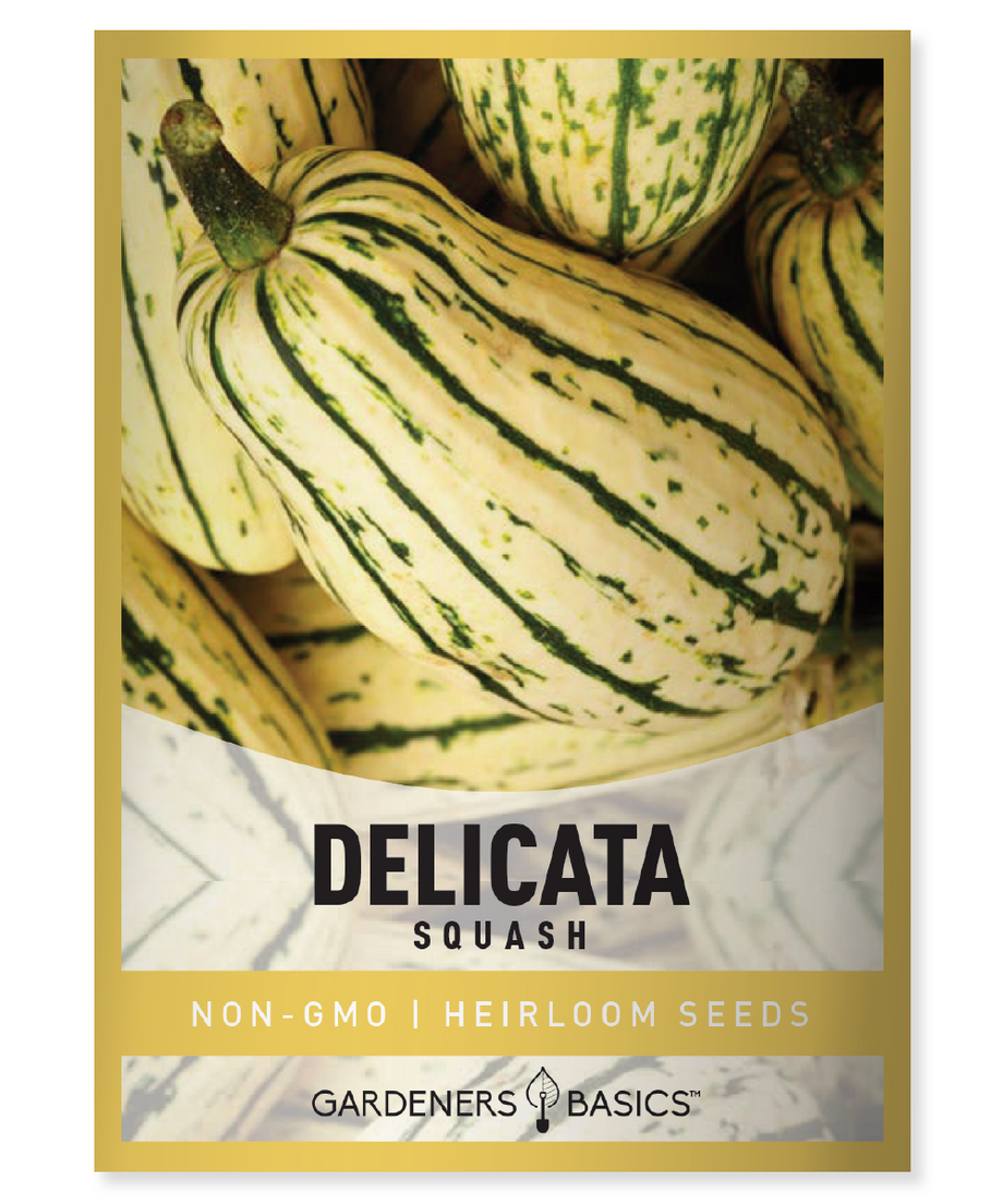 plant squash seeds Delicata Squash Seeds for Planting: Heirloom Quality, Non-GMO For Sale – Gardeners Basics