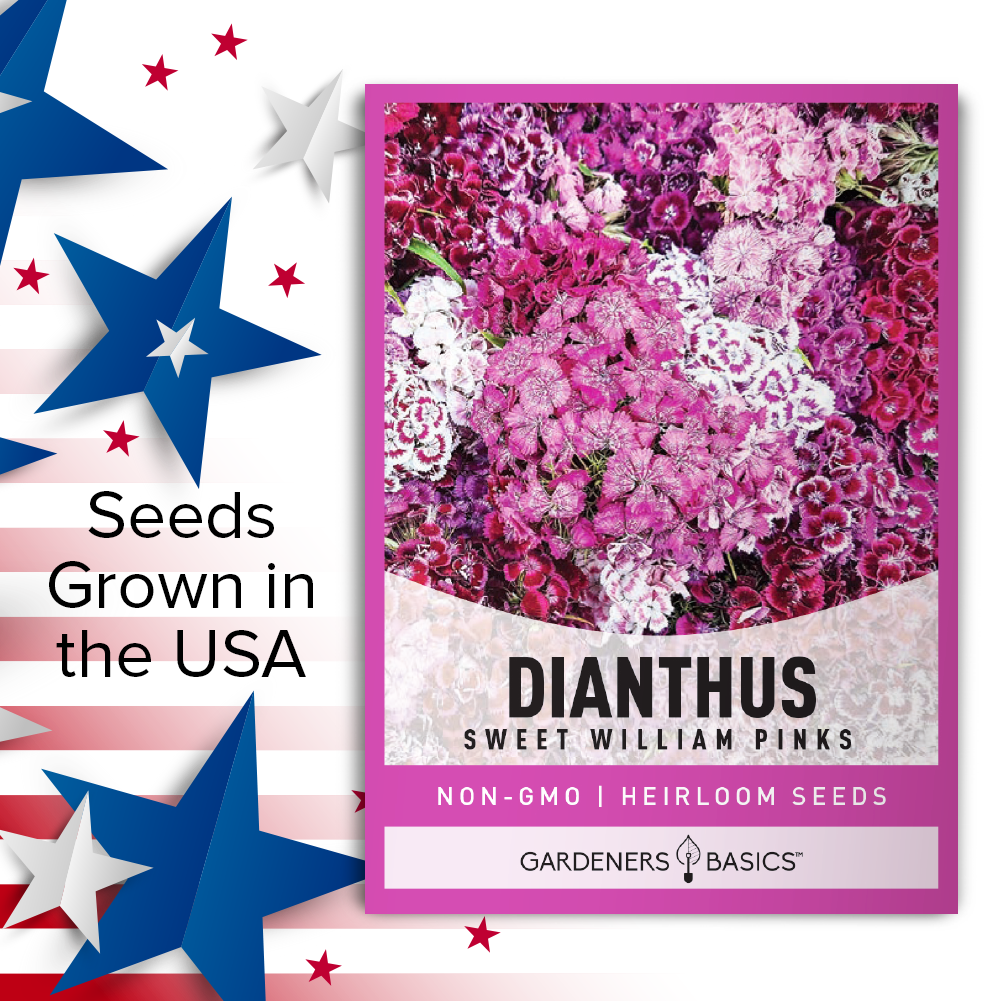 A Gardener's Guide to Sweet Williams Pinks: From Planting to Pruning
