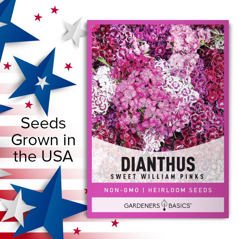 garden pinks seeds Sweet William Pinks Dianthus Seeds For Planting: Color For Your Garden