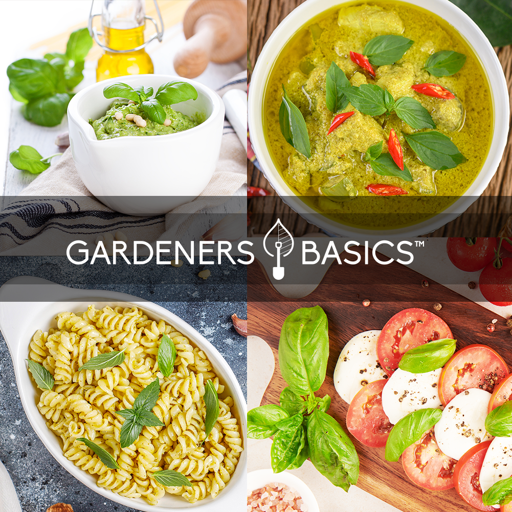 Experience the Joy of Growing Rare and Flavorful Basil Varieties at Home