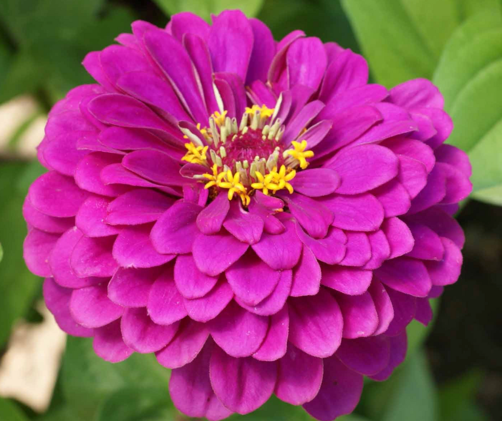 The Perfect Cut: Zinnia Purple Prince as a Gorgeous Addition to Your Flower Arrangements