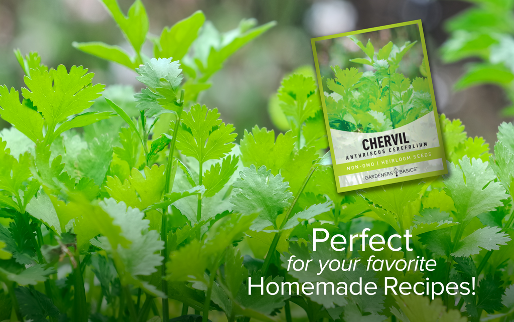 Grow Your Own Chervil: Plant Anthriscus Cerefolium Seeds for a Tasty Herb