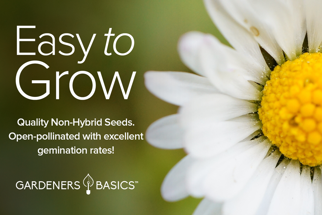 Save Money and Harvest Your Own Daisy Seeds for Future Planting