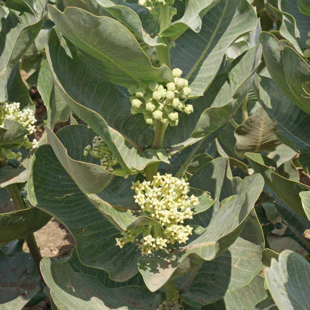 The Resilient and Sustainable Beauty of Broadleaf Milkweed