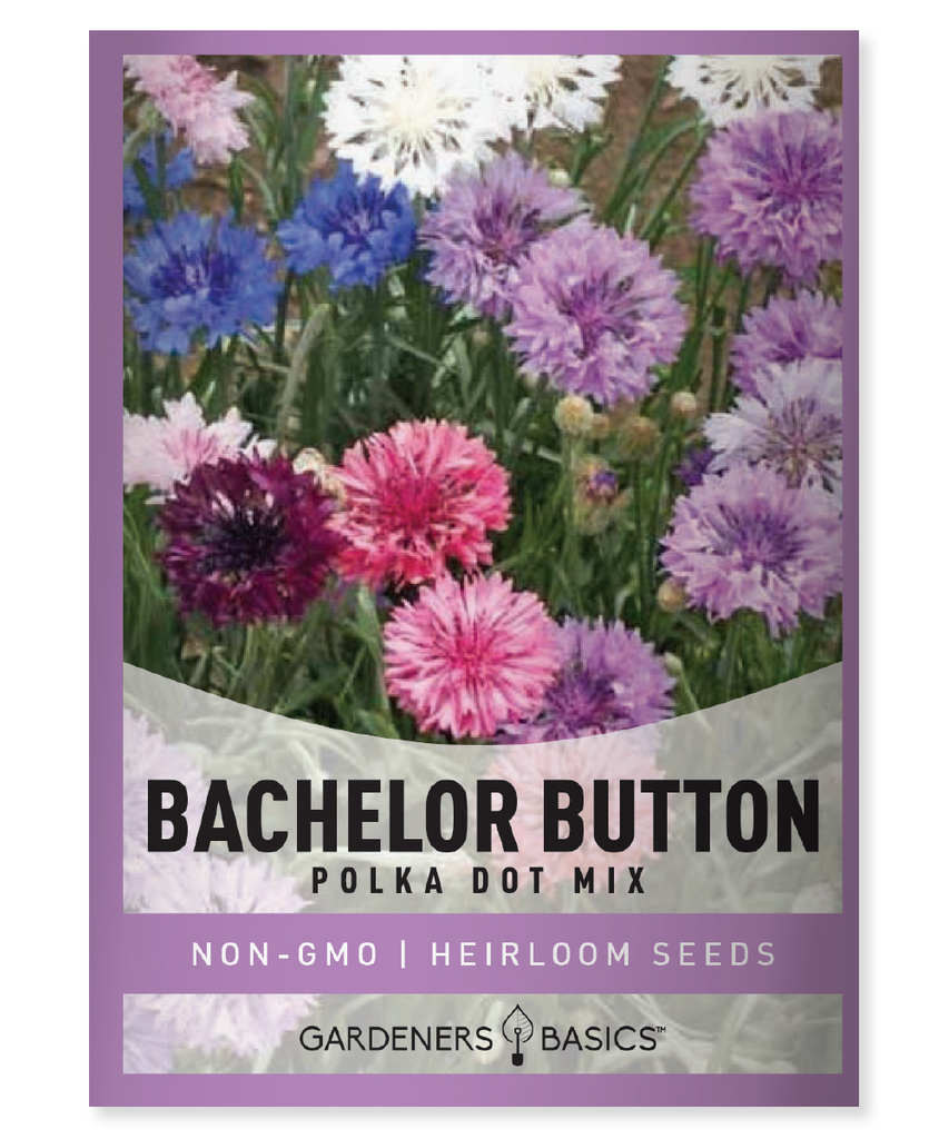 Centaurea cyanus Cornflower Bachelor's Button Polka Dot Mix Mixed Colors Annual Full Sun Dry Moderate Moisture 16-24 inches tall Beds and Borders Flower Mixtures Pollinator Gardens Honey Bees Wild Bees Edible Flowers Salads Cottage Cheese Desserts Summer Blooms